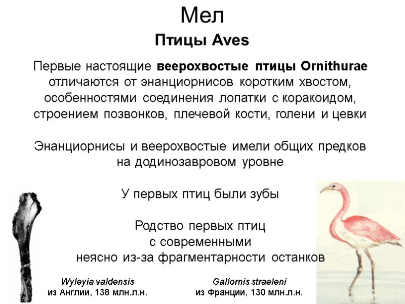 Мел Птицы Aves Первые настоящие веерохвостые птицы Ornithurae отличаются от энанциорнисов коротким хвостом, особенностями